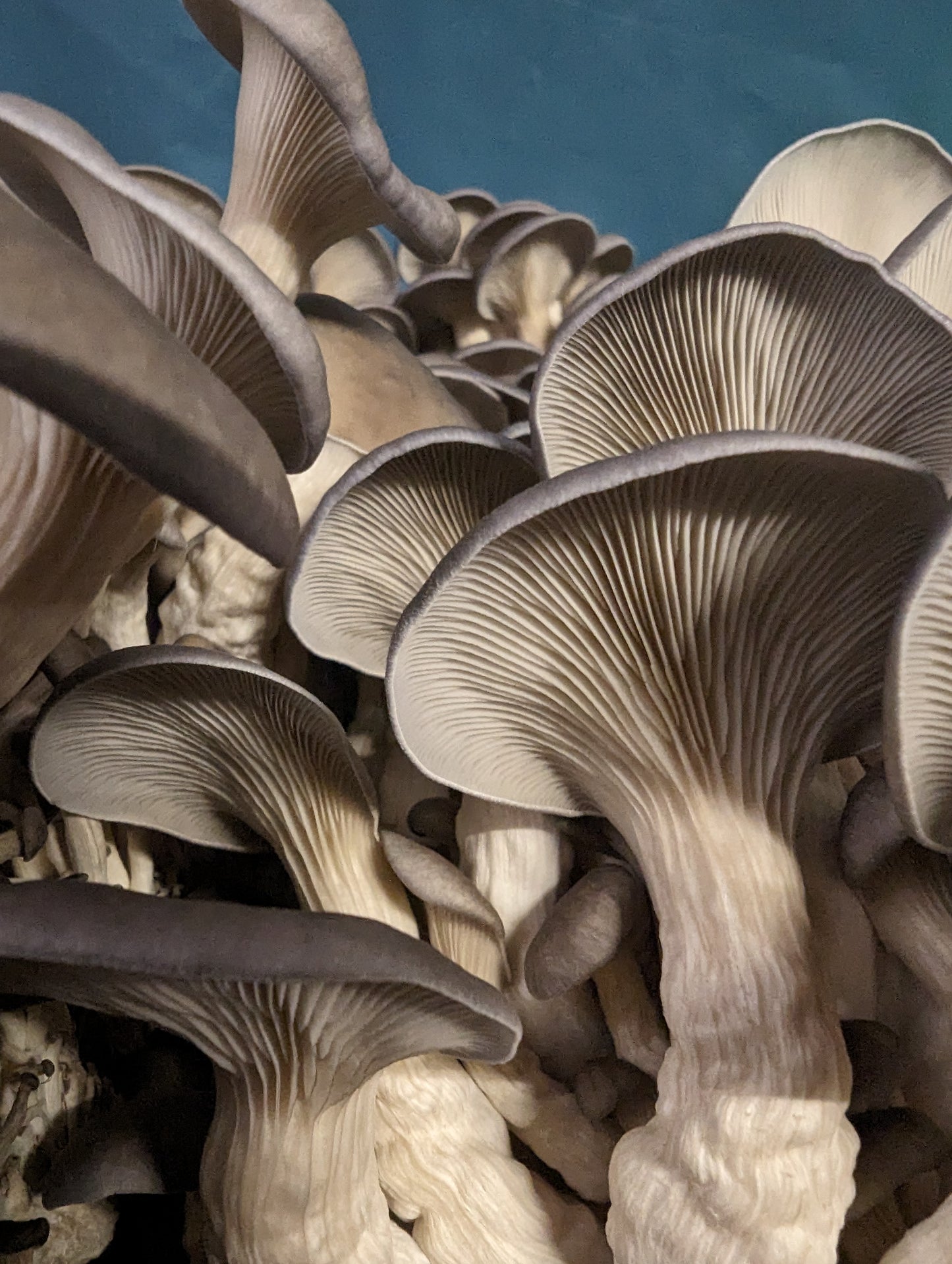 Fresh Mushroom Growbag - 2.5kg - Multiple Strains