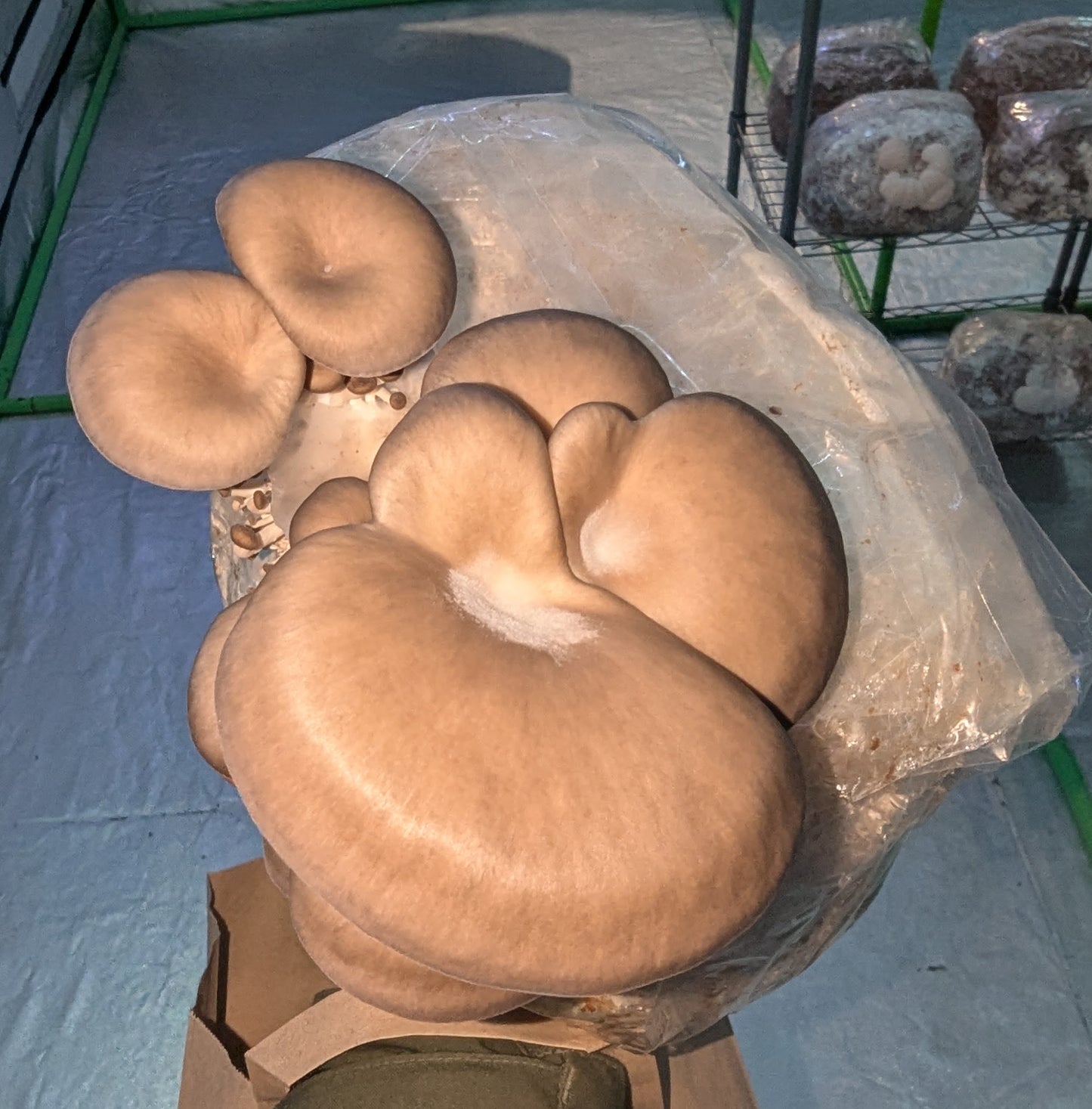 Darwen Oyster - Fresh Mushroom Growbag