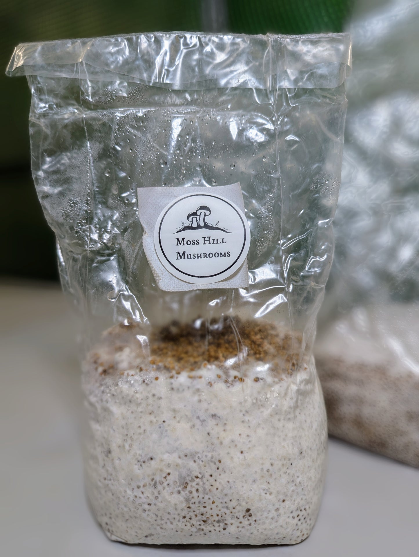 G1 Grain Spawn on Millet - Various Strains and Sizes