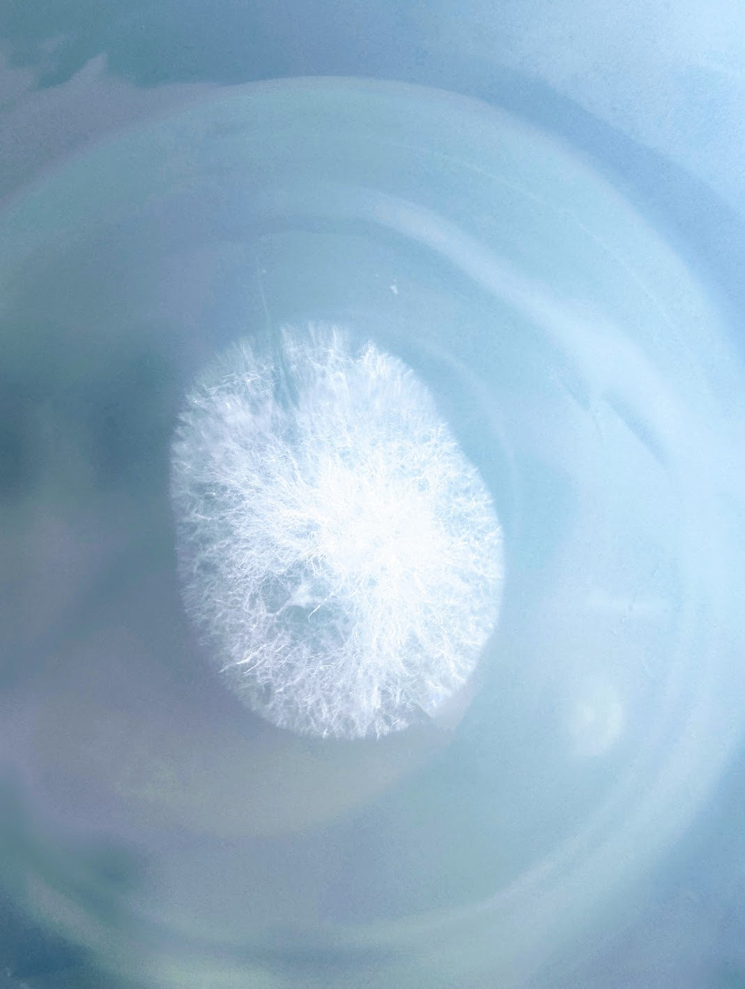 The Lancashire Enoki / Velvet Shank