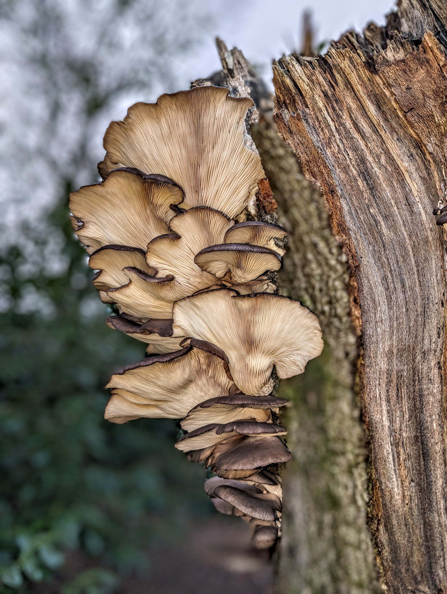 Darwen Oyster (Wild UK Strain, Pleurotus Ostreatus) - Liquid Culture Syringe - 20ml