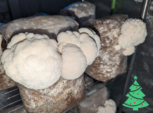 Fresh Mushroom Growbag - Ships for Christmas - Multiple Strains